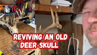 Reviving an Old Deer Skull whitetaildeer hunting video [upl. by Aivalf]