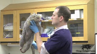 Dr Mikes Video Blog Porcupines [upl. by Enrobyalc]