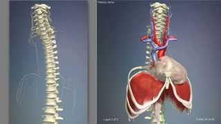 Anatomy Diaphragm Muscle  3D Human Anatomy  Organs [upl. by Htinek194]