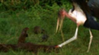 Stork vs Mongoose  National Geographic [upl. by Lunnete452]