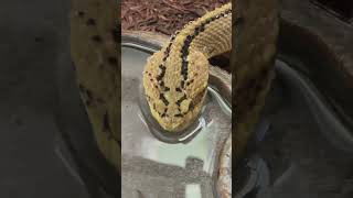 Neotropical rattlesnake enjoying a fresh drink Such a beautiful South American crotalid [upl. by Tisbe]