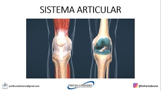 Classificação das Articulações [upl. by Dutch]