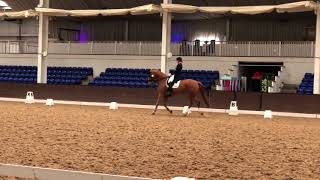 Grand Prix horse for sale Royal Chester [upl. by Arturo]