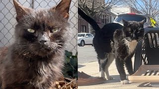 Rescuing a senior street cat and more [upl. by Vowel339]