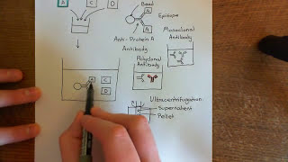 CoImmunoprecipitation Part 1 [upl. by Wichman]