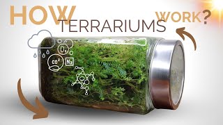 How closed terrariums work and the science behind them [upl. by Etnahsa]