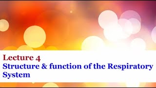 Lecture 4  Structure and Function of the Respiratory System [upl. by Iroj]