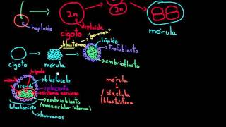 Células madre embrionarias  División celular  Biología  Khan Academy en Español [upl. by Yorztif]