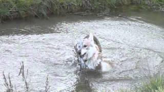 Czechoslovakian wolfdog in dogpark Denmark Pandora [upl. by Nanyk]