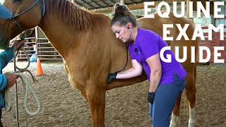 Equine Physical Exam for the Veterinary Technician [upl. by Zantos721]