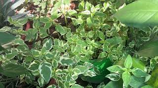 Chinese Violet plant Care Asystasia gangeticaGardening Tips By Aryan [upl. by Durante]