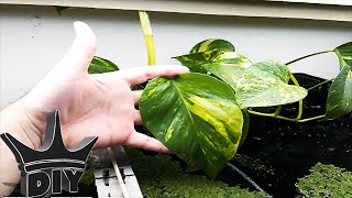 HOW TO CHEAP and EASY aquarium NITRATE removal  Aquaponics TUTORIAL [upl. by Nico]