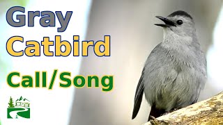 Gray Catbird Call  Song  Sound [upl. by Roman219]