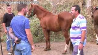 Caballos ponis y burros Feria de Ganado San Mateo 2013 [upl. by Ahsimaj]