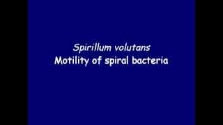 Bacteria motility  Spirillum volutans [upl. by Gannes]