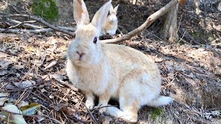 Rabbit Island in Japan Okunoshima [upl. by Dniren]