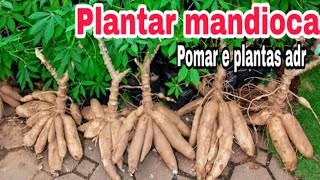 VEJA COMO PLANTAR MANDIOCA [upl. by Masao]