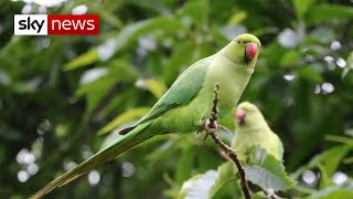 Why do parakeets live in the UK [upl. by Yand]