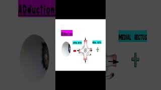 Exploring Sherringtons Law of Equal Innervation hess chart [upl. by Adalbert]