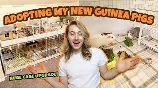 ADOPTING MY NEW GUINEA PIGS 🐽 ✨ [upl. by Ensign765]