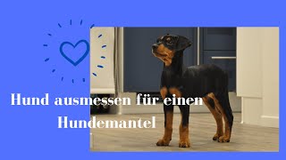 Hund für Hundemantel ausmessen Hundemantel selber nähen DIY Nähanleitung Hundejacke [upl. by Mufinella]