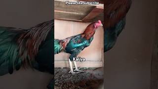 Big strong Aseel phatta  Mianwali  roosters  youtubeshorts foryou [upl. by Kay]