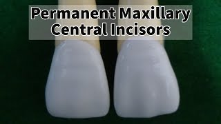 Permanent Maxillary Central Incisor [upl. by Aracahs]