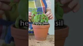 Start Gardening at Home Easy Steps for Beginners in 55 Seconds gardening vegetablegardening [upl. by Audy]