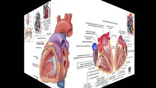 Anatomie du cœur et du péricarde [upl. by Ynove]