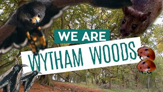 We Are Wytham Woods [upl. by Mcdougall342]