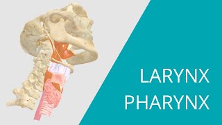 Larynx Pharynx  Interactive 3D Anatomy  Muscles that move the vocal cords [upl. by Ahsiekahs]