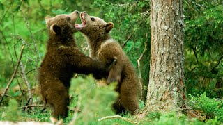 Baby brown bears are Seriously Cute  Seven Worlds One Planet  BBC Earth [upl. by Arnaldo978]