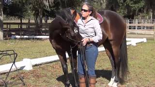 Horse Training Success in 15 Minutes or Less [upl. by Hiasi]