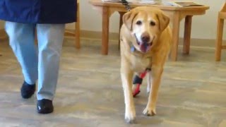 Josie the Lab Before and After Hock Paw Brace [upl. by Noral]