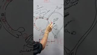 Fertilization Zygote Cell Morula Blastocyst Implantation nursingstudents NORCET AIIMSREENASHARMA [upl. by Bradley]