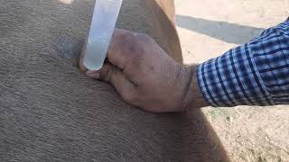 Needle trocarization for relieving bloat in cattle [upl. by Hakaber]