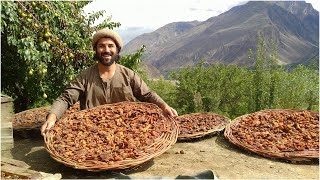 The Traditional method of preserving Apricots in the high Mountains of Pakistan [upl. by Benis]