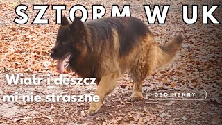 GSD Henry  Sztormowa pogoda a my spacerujemy 😇 [upl. by Eiten]