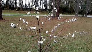 Methley plum tree flowering in February Gardening with Susie TLC [upl. by Blaise]