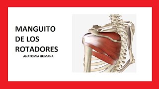 Músculos del MANGUITO DE LOS ROTADORES  Anatomía Humana [upl. by Chip]