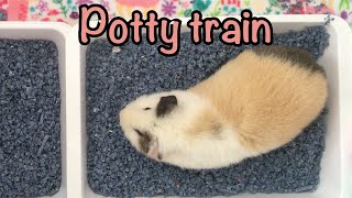 Potty train your guinea pig  How to [upl. by Ayam466]