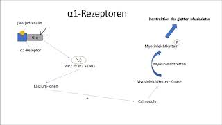 αRezeptoren und βRezeptoren [upl. by Wrench]