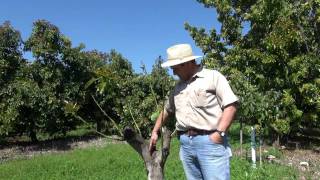 Mexicola Avocado Growing in Homestead Florida [upl. by Idnaj]