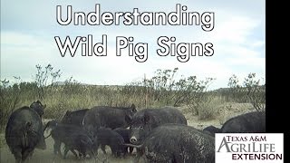 How to butcher a Hog Step by Step the Entire Breakdown [upl. by Ainot717]