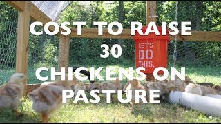 Cost to Raise 30 Chickens on Pasture [upl. by Ogilvy]