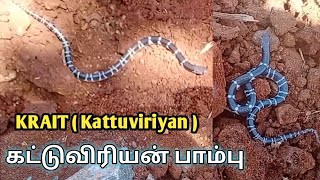 Kattuviriyan Snake  KRAIT  Bites [upl. by Sankaran454]