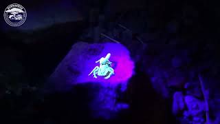 Highveld Lesser Thicktail Scorpion Uroplectes triangulifer fluorescing under UV light [upl. by Lind]