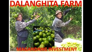 DALANGHITA FARM  NAPAKAGANDANG INVESTMENT ANG GREEN ORANGE NG PILIPINAS [upl. by Etnad]