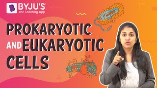 Prokaryotic and Eukaryotic Cells [upl. by Ahseela]