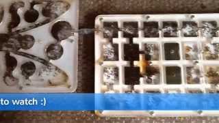 My 3 years old Messor barbarus ANT COLONY with hundreds of workers [upl. by Aliled]